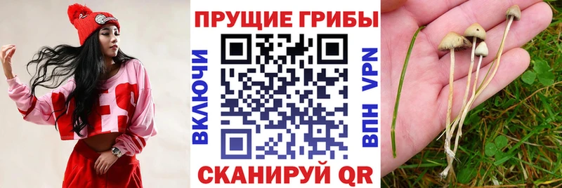 Купить где  Апатиты  Псилоцибиновые грибы прущие грибы 